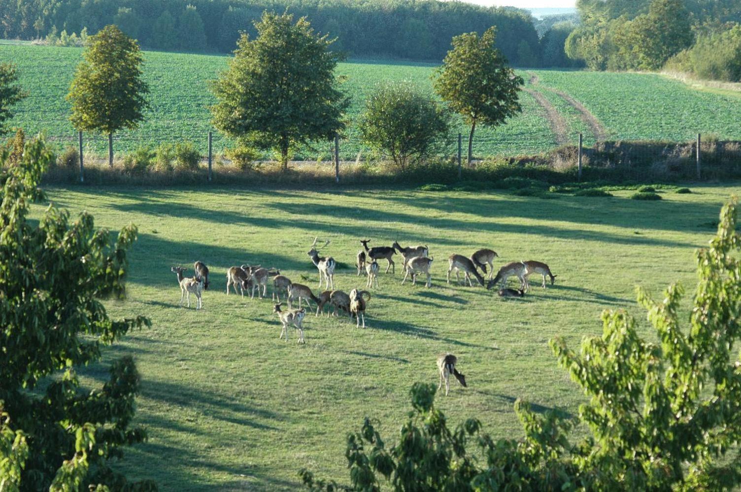 Hotel Schwartze 3*